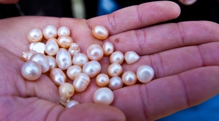 A variety of pearls collected during a single pearl harvest