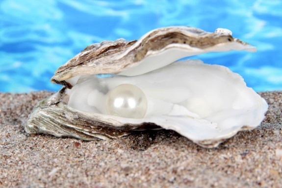 cultured white pearl in an oyster