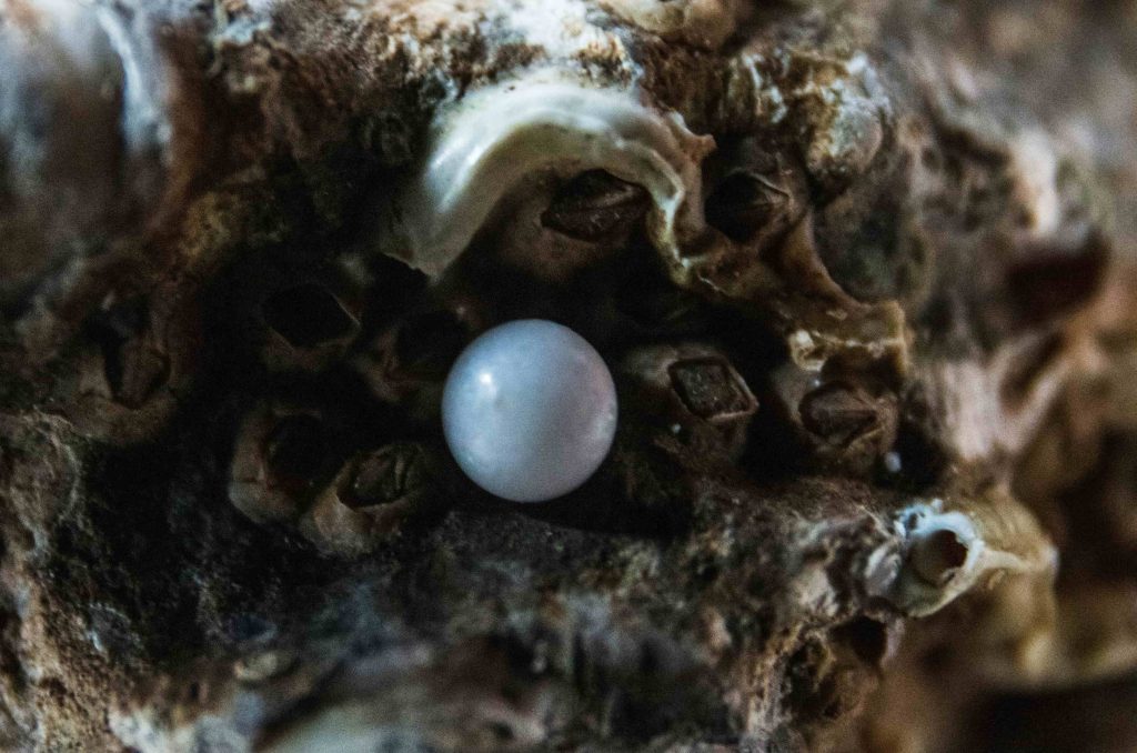 What Are Pearls? A Simple Guide for Beginners.