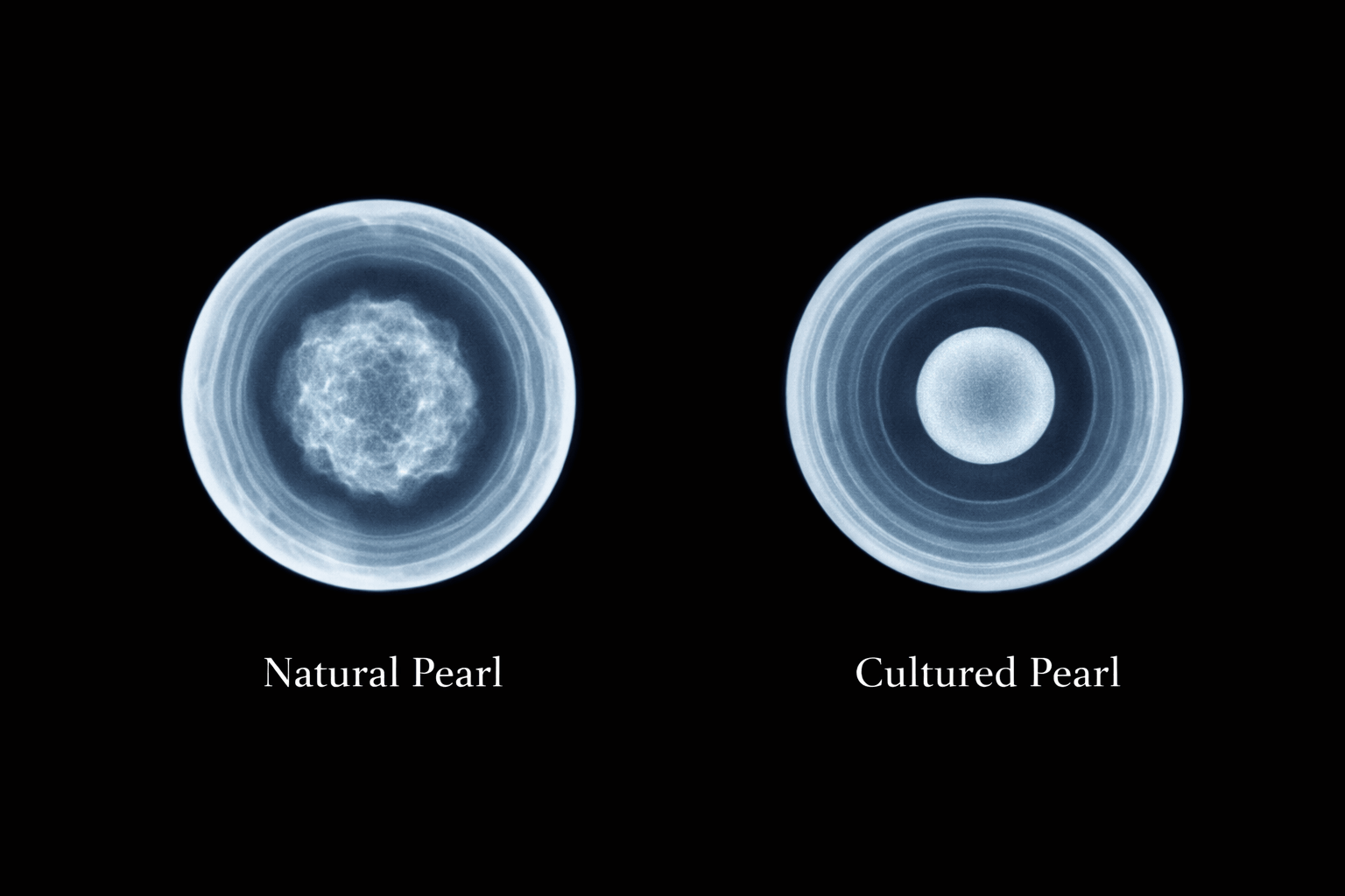 pearlsonly-blog-110-image-3-pearl - Telling Natural vs Cultured Pearls Apart - Pearls Jewelry - pearlsonly