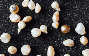 PearlsOnly 'Pearls in School' sample 1